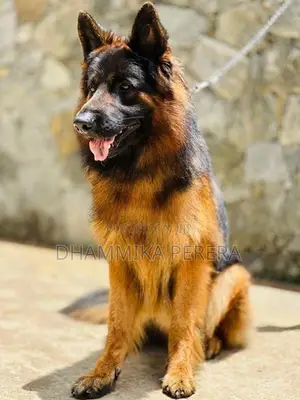 German Shepherd Puppies