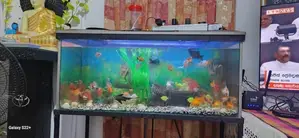 Fish Tank