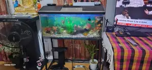 Fish Tank