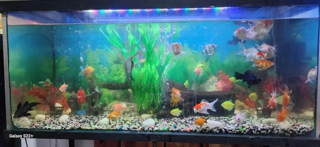 Fish Tank