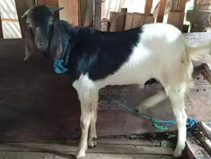 Goat Male