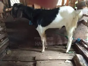 Goat Male
