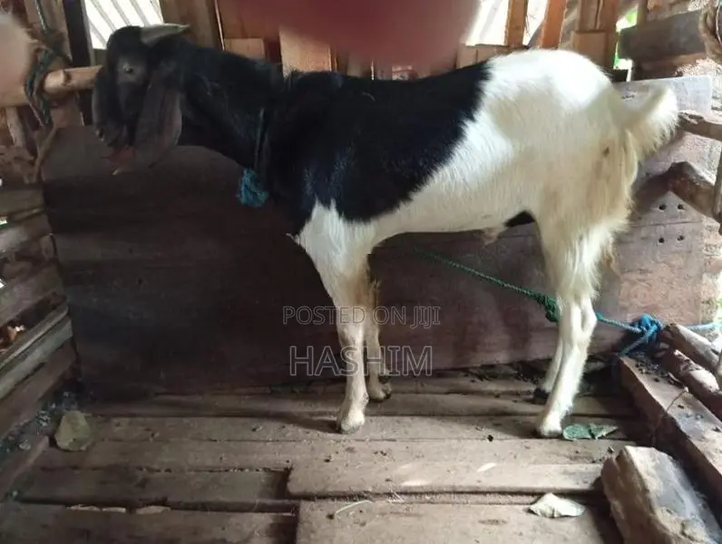 Goat Male