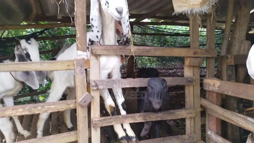 Goats