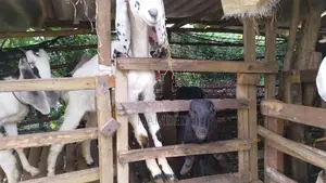 Goats