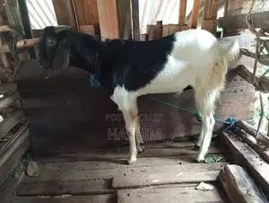 Goat Male