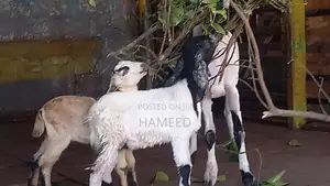 Goats