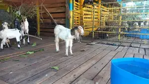 Goats