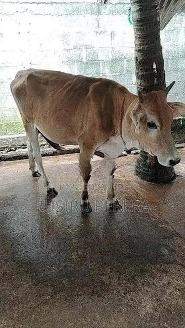 Jersey Cow