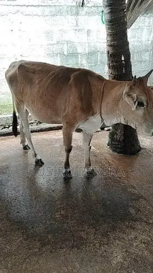 Jersey Cow