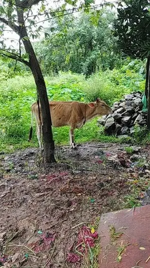 Jersey Cow