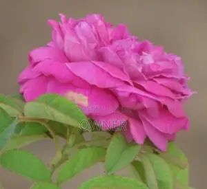 ஊர் ரோஸ்