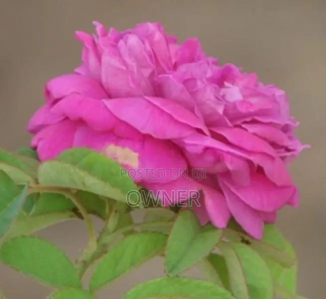 ஊர் ரோஸ்