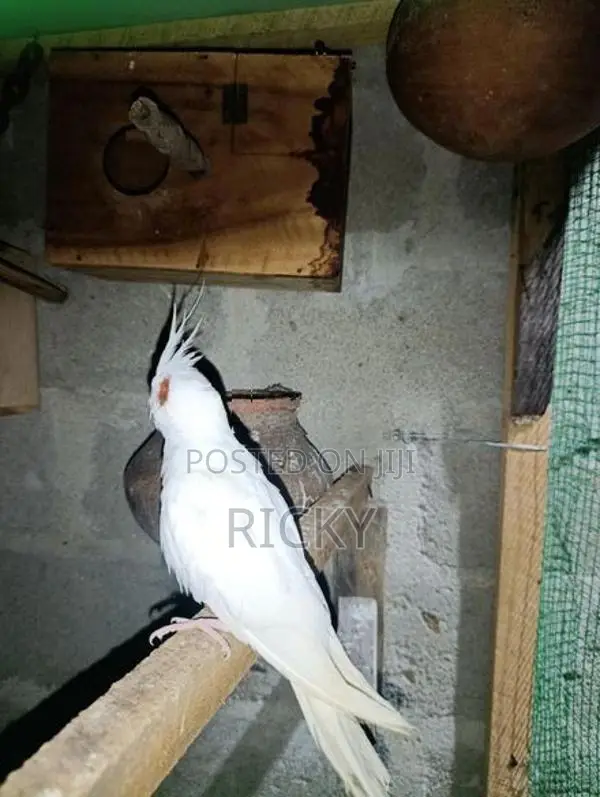 Cockatiel Bird