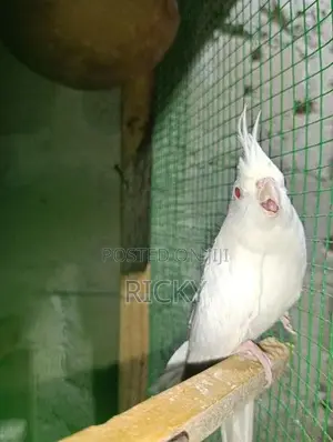 Cockatiel Bird