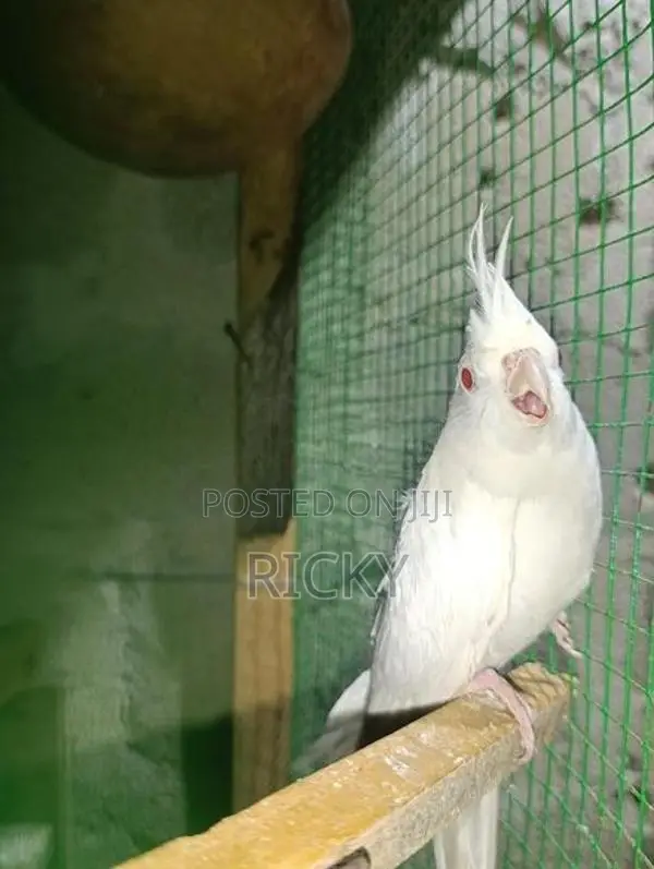 Cockatiel Bird