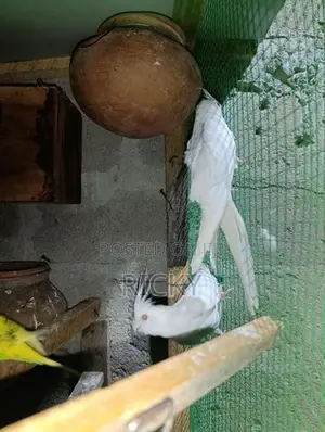 Cockatiel Bird