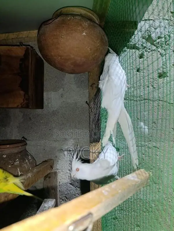 Cockatiel Bird