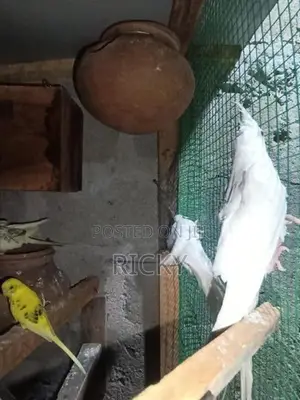 Cockatiel Bird
