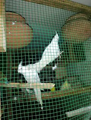 Cockatiel Bird