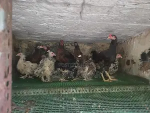 Farm Chicken