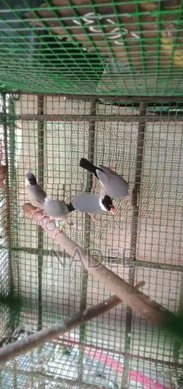 Java Birds