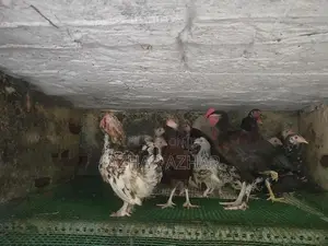 Farm Chicken