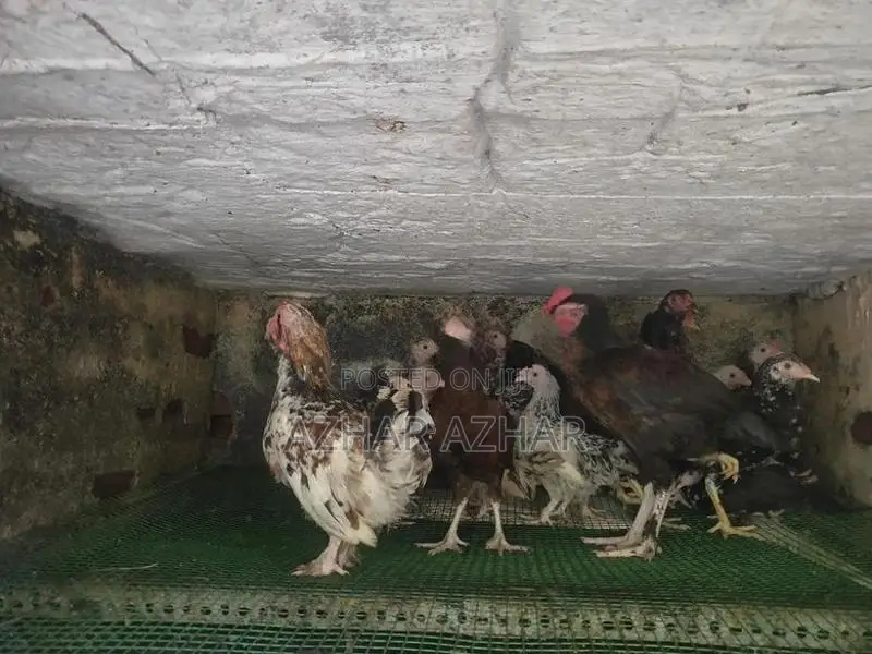 Farm Chicken