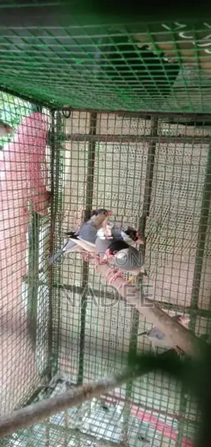 Java Birds