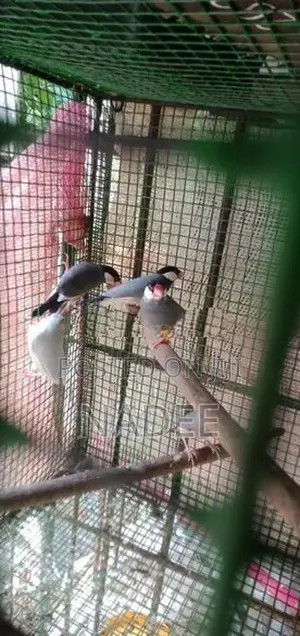 Java Birds