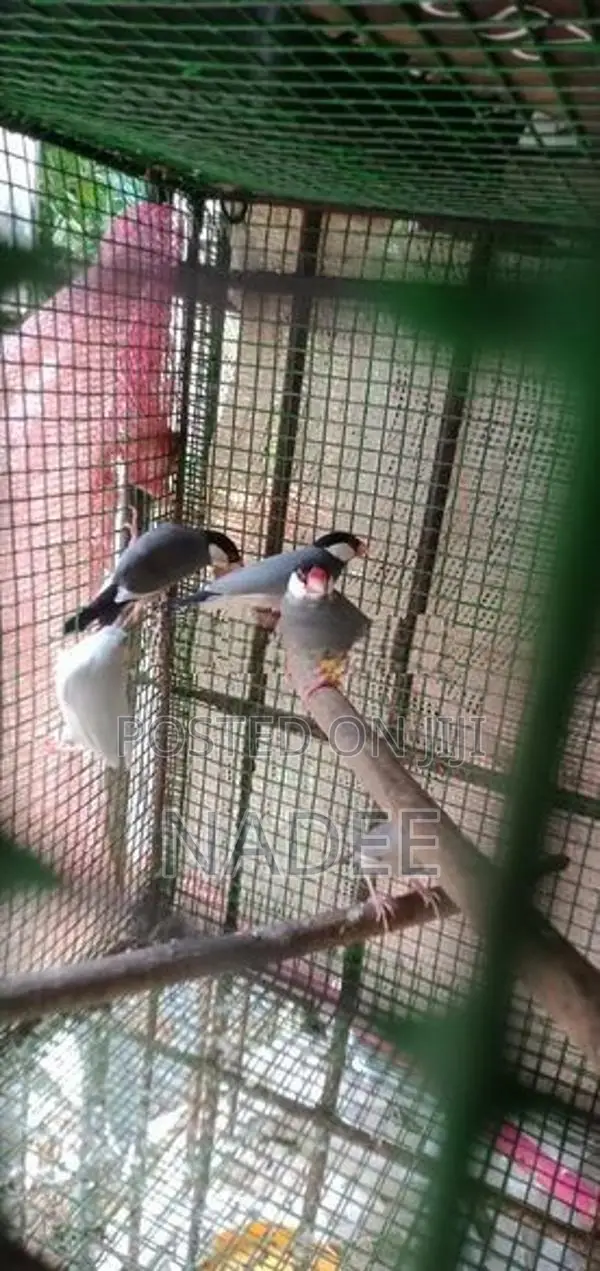 Java Birds