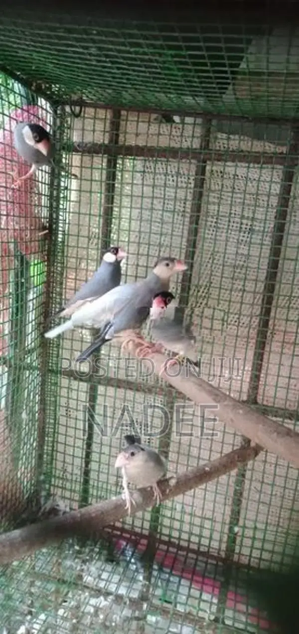 Java Birds