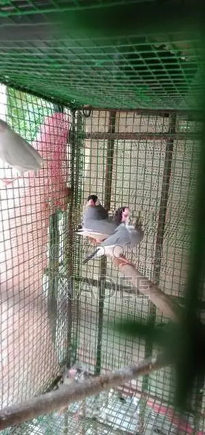Java Birds
