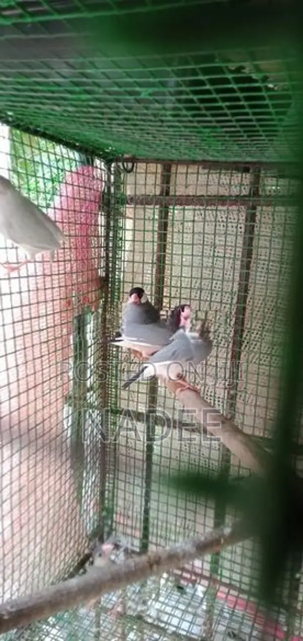 Java Birds