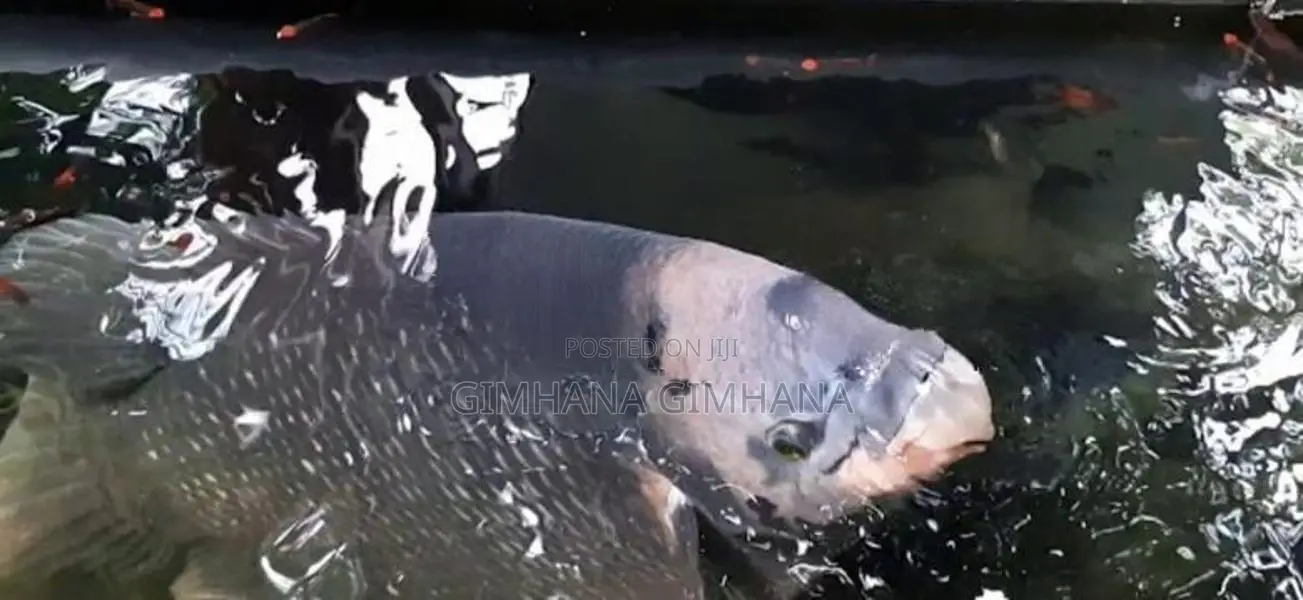 Gurami Fish