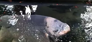 Gurami Fish