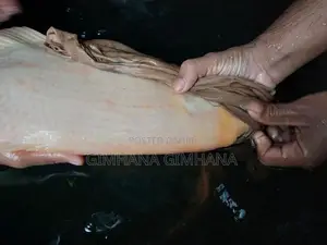 Gurami Fish
