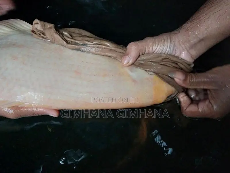 Gurami Fish