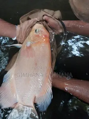 Gurami Fish