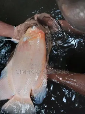 Gurami Fish