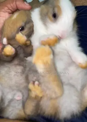 Rabbit