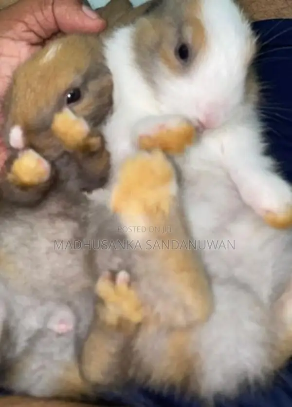 Rabbit