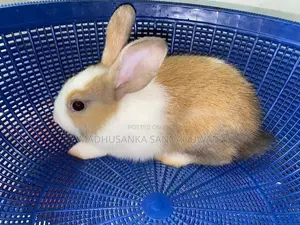 Rabbit