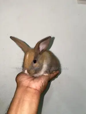 Rabbit