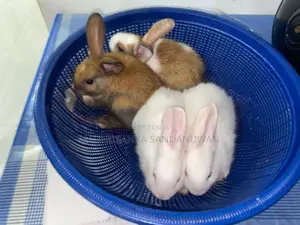 Rabbit