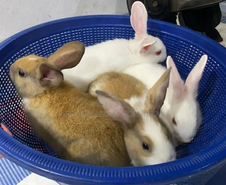 Rabbit