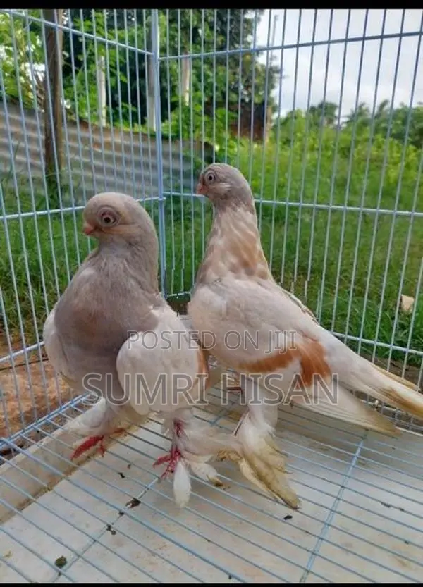 Pigeon