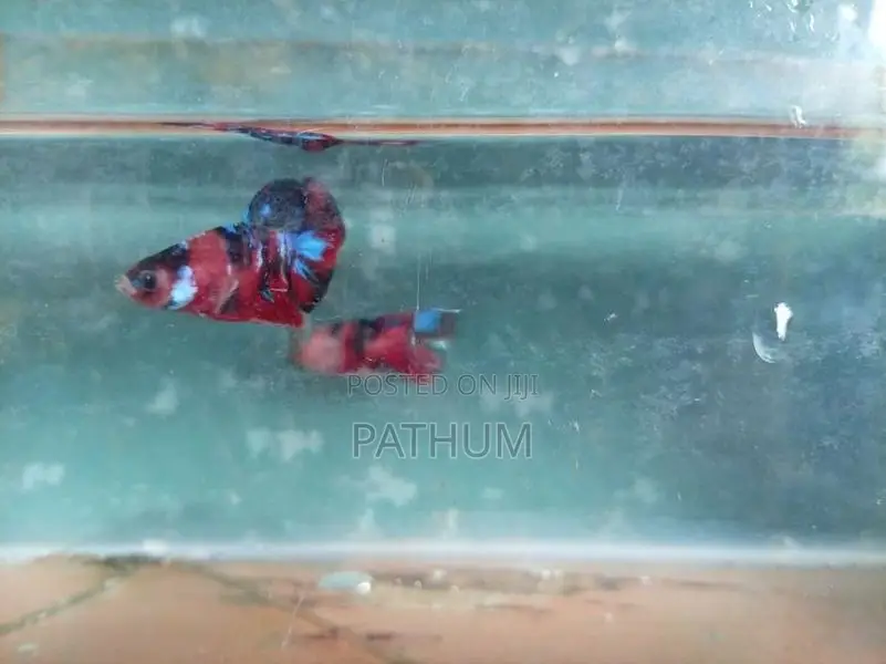 Betta Fish