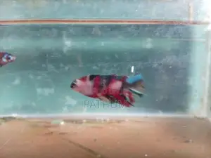 Betta Fish
