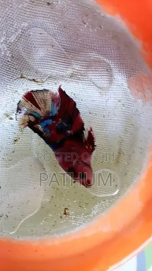 Betta Fish
